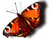 se-asbutterfly